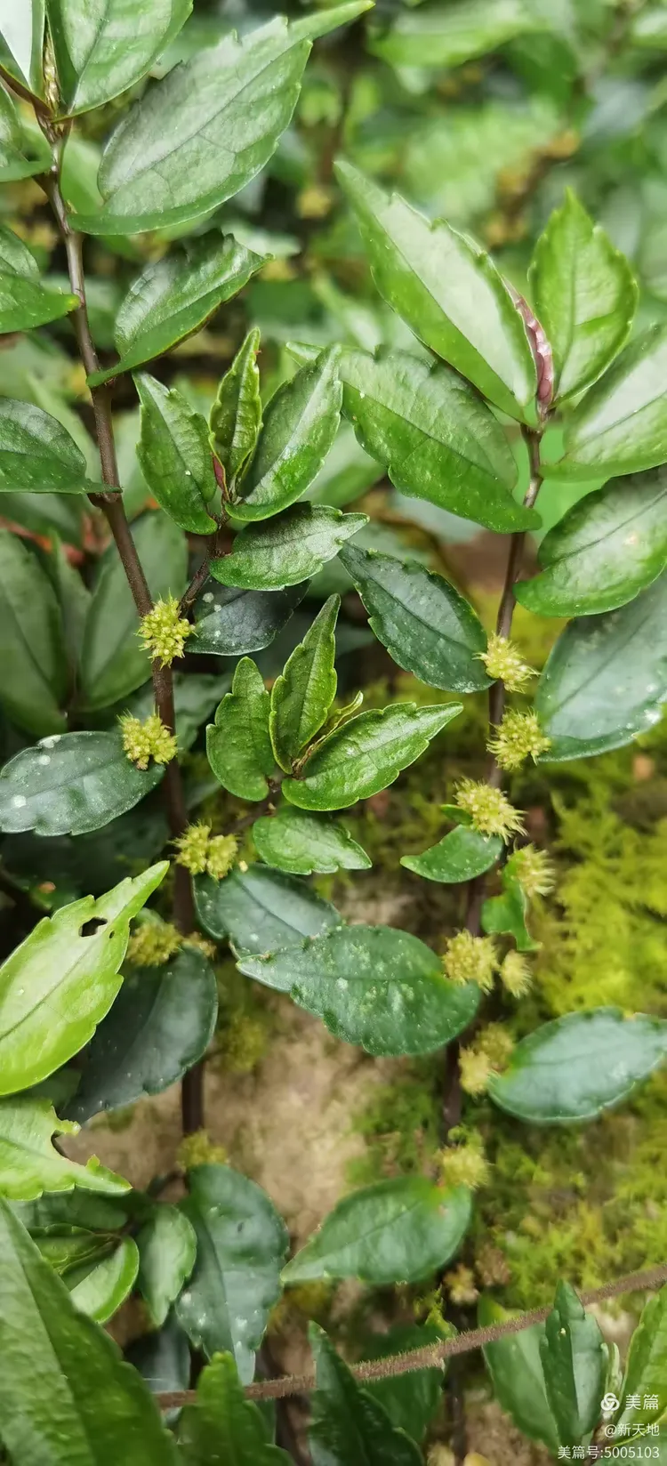 植物观赏 短叶赤车